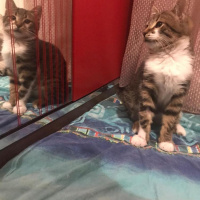 Tekir Kedi, Kedi  Charlie fotoğrafı