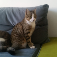 Tekir Kedi, Kedi  Mia fotoğrafı