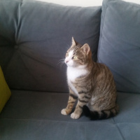 Tekir Kedi, Kedi  Mia fotoğrafı