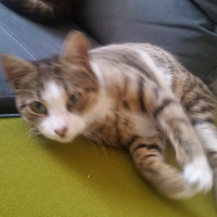 Tekir Kedi, Kedi  Mia fotoğrafı