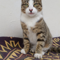 Tekir Kedi, Kedi  Mia fotoğrafı