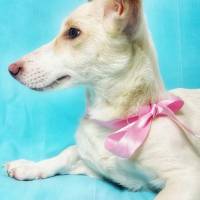 Jack Russell Terrier, Köpek  PAMUK fotoğrafı