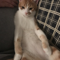 Sarman, Kedi  Diyez fotoğrafı