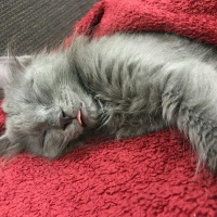 Nebelung, Kedi  Kedi fotoğrafı