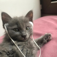 Nebelung, Kedi  Kedi fotoğrafı