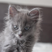 Nebelung, Kedi  Kedi fotoğrafı