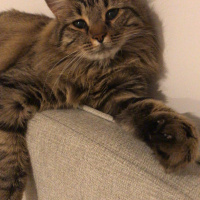 Tekir Kedi, Kedi  Bemol fotoğrafı
