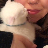 Scottish Fold, Kedi  Peynir fotoğrafı