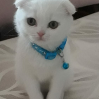 Scottish Fold, Kedi  Peynir fotoğrafı