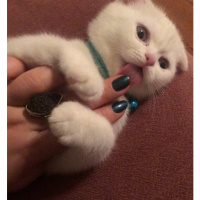 Scottish Fold, Kedi  Peynir fotoğrafı