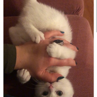 Scottish Fold, Kedi  Peynir fotoğrafı