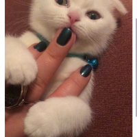 Scottish Fold, Kedi  Peynir fotoğrafı