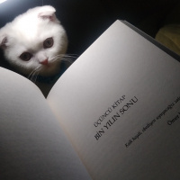 Scottish Fold, Kedi  Peynir fotoğrafı