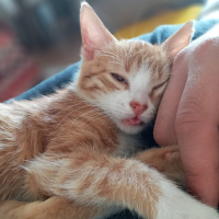 Tekir Kedi, Kedi  Mia fotoğrafı