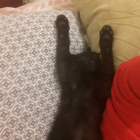 Bombay, Kedi  PAN fotoğrafı