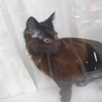 Bombay, Kedi  PAN fotoğrafı