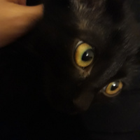 Bombay, Kedi  PAN fotoğrafı