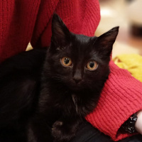 Bombay, Kedi  PAN fotoğrafı