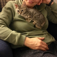 Tekir Kedi, Kedi  minişimize yuva arıyoruz,İstanbul fotoğrafı