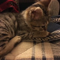 Tekir Kedi, Kedi  minişimize yuva arıyoruz,İstanbul fotoğrafı