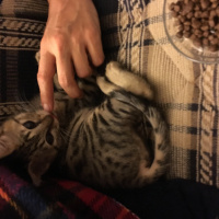 Tekir Kedi, Kedi  minişimize yuva arıyoruz,İstanbul fotoğrafı