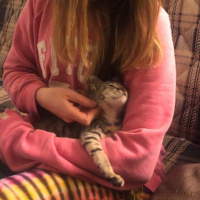 Tekir Kedi, Kedi  minişimize yuva arıyoruz,İstanbul fotoğrafı