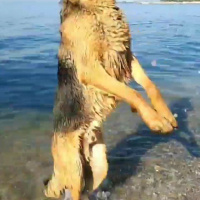 Alman Çoban Köpeği, Köpek  Tekila fotoğrafı