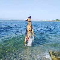 Alman Çoban Köpeği, Köpek  Tekila fotoğrafı