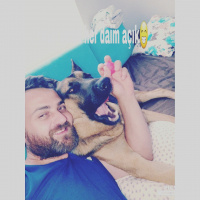 Alman Çoban Köpeği, Köpek  Tekila fotoğrafı