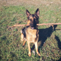 Alman Çoban Köpeği, Köpek  Tekila fotoğrafı