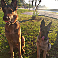 Alman Çoban Köpeği, Köpek  Tekila fotoğrafı