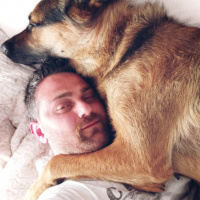 Alman Çoban Köpeği, Köpek  Tekila fotoğrafı