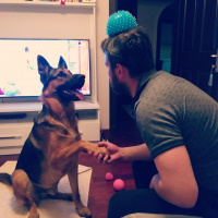 Alman Çoban Köpeği, Köpek  Tekila fotoğrafı
