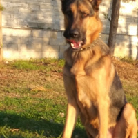 Alman Çoban Köpeği, Köpek  Tekila fotoğrafı