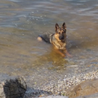 Alman Çoban Köpeği, Köpek  Tekila fotoğrafı