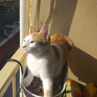 Sarman, Kedi  Hera fotoğrafı