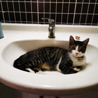 Tekir Kedi, Kedi  Vodka fotoğrafı