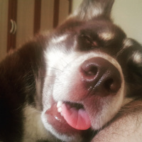 Sibirya Kurdu (Husky), Köpek  Oskar fotoğrafı