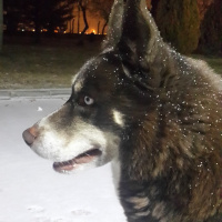 Sibirya Kurdu (Husky), Köpek  Oskar fotoğrafı