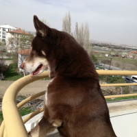Sibirya Kurdu (Husky), Köpek  Oskar fotoğrafı