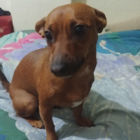 Minyatür Pinscher, Köpek  Çiko fotoğrafı