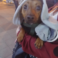 Minyatür Pinscher, Köpek  Çiko fotoğrafı