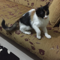 Tekir Kedi, Kedi  Patik fotoğrafı