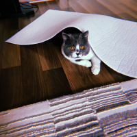 British Shorthair, Kedi  Darlin fotoğrafı