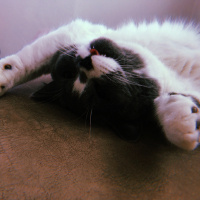 British Shorthair, Kedi  Darlin fotoğrafı