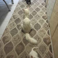 Ankara Kedisi, Kedi  Şila fotoğrafı