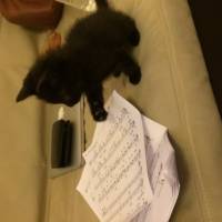 Tekir Kedi, Kedi  Şans fotoğrafı