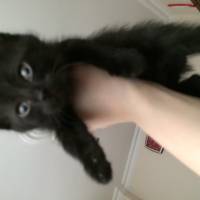 Tekir Kedi, Kedi  Şans fotoğrafı
