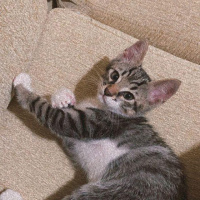 Tekir Kedi, Kedi  jungle fotoğrafı
