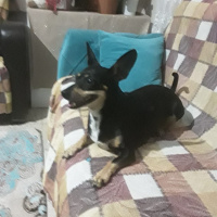Minyatür Pinscher, Köpek  Şiva fotoğrafı